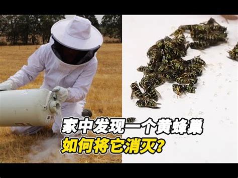 蜂巢 風水|2024蜂巢處理最新指南